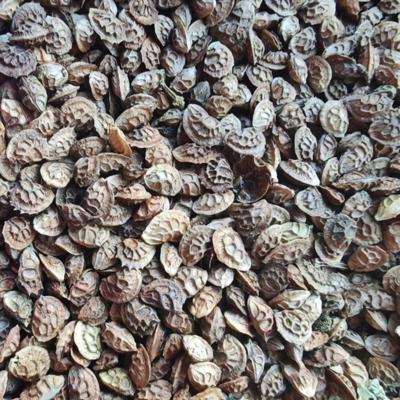 Семена эспарцета