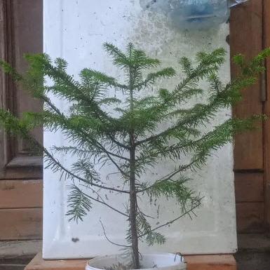 Саженцы пихты