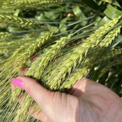 Семена озимой пшеницы зерноградской селекции