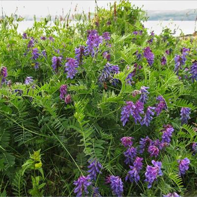 Семена Вики Озимой мо...