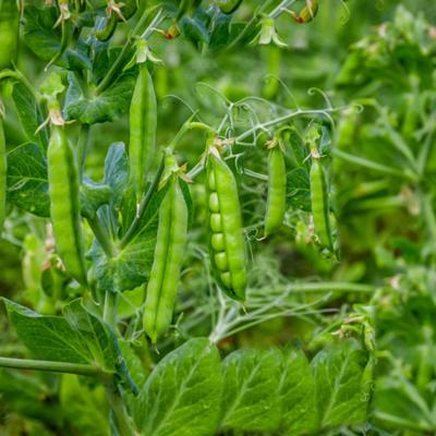 Семена гороха КВС Ла-...