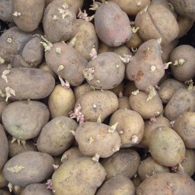 продам мелкий картофе...