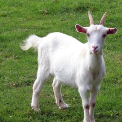 Продаются козы.