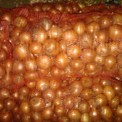 Лук репчатый