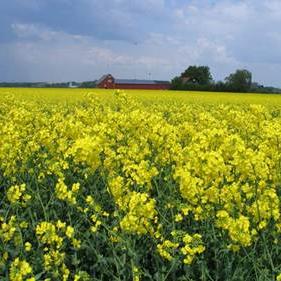 Реализуем Рапс, качество ГОСТ. По всем вопросам обращаться по телефону. 