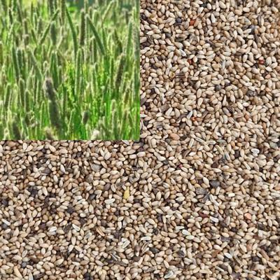 Тимофеевка луговая