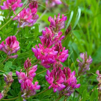 Семена эспарцета Песчаный 1251