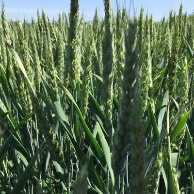 Семена озимой пшеницы ЭТЮД ЭС