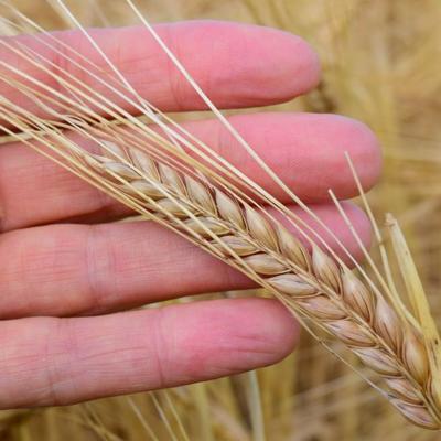 Семена Озимого Ячменя...