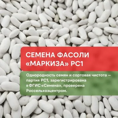 Семена фасоли сорта "...