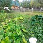 Сельхозбизнес,эко- ферма в