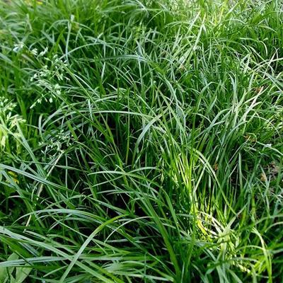 Смесь семян газон Универсальный