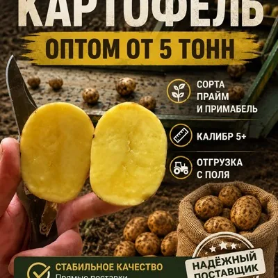 Картофель оптом - сорта прайм и примабель