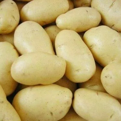 Алтайский картофель о...