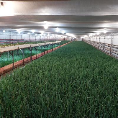 Тепличное хозяйство