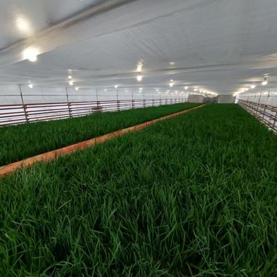 Тепличное хозяйство