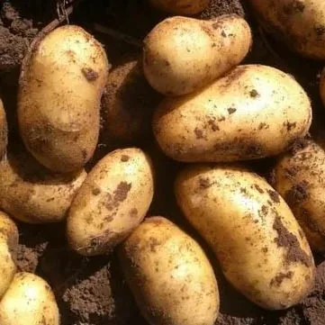Продажа овощей оптом ...