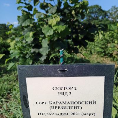 Саженцы фундука