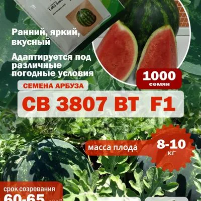 Семена арбуза СВ 3807 ВТ F1, 1000 шт.