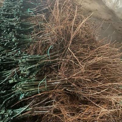 САЖЕНЦЫ ВИНОГРАДА И ЯБЛОНЬ ОПТОМ