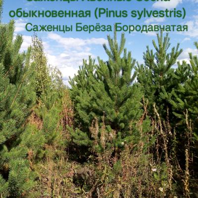 Саженцы Хвойные Сосна, Берёза Повислая 