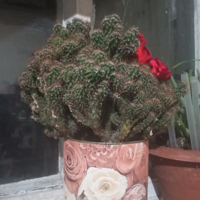 Цереус перуанский 