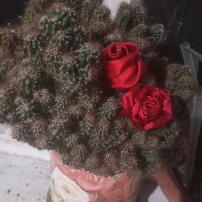 Цереус перуанский 