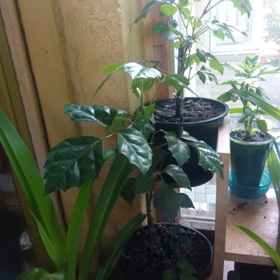 Березка молодая комнатная.