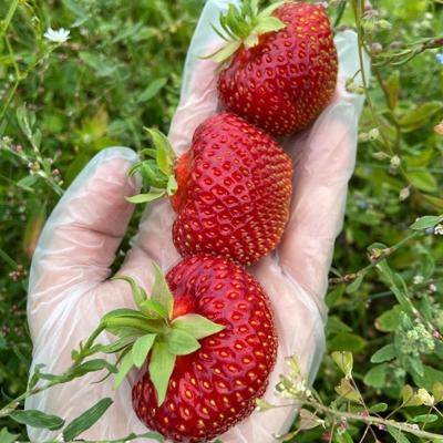 Саженцы земляники садовой, клубники (ОКС), сорт "Polka", селекция Нидерланды