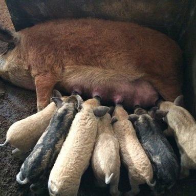 Продаю свиноматок породы венегерская мангалица и 