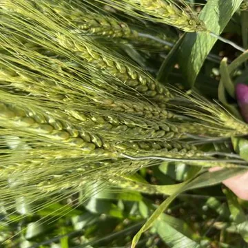 Семена озимой твердой  пшеницы 