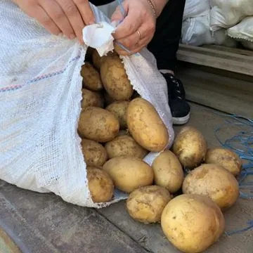 Картофель