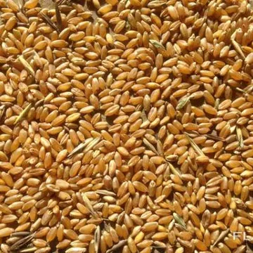 Реализуем Пшеницу 3, 4, 5 класса, качество ГОСТ. По всем вопросам обращаться по телефону.