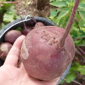 Свекла