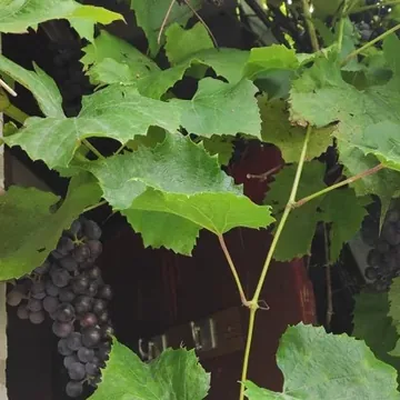 Виноград синий на дач...
