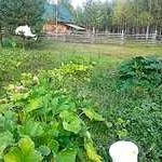 Сельхозбизнес,эко- ферма в