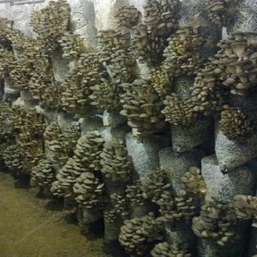 Грибные блоки вешенки,рейши