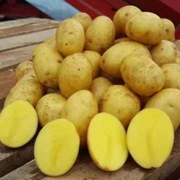 Реализуем картофель с...