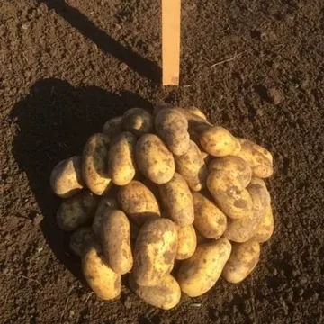 Продажа средне- и поз...