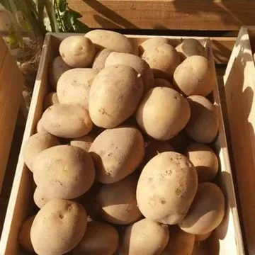 Оптовый поставщик ово...