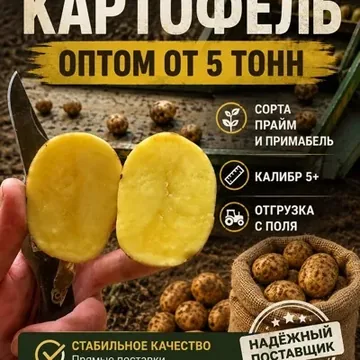Картофель оптом - сор...