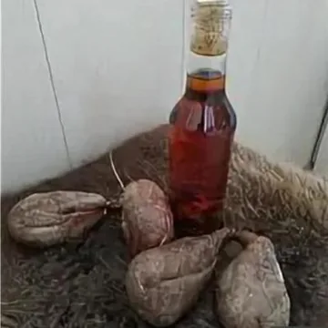Кастореум 