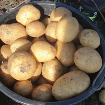 Картофель