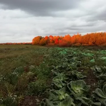 Фермерское хозяйство
