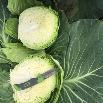 Капуста