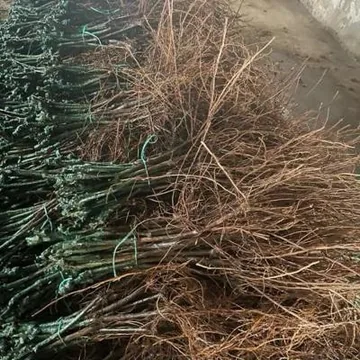 САЖЕНЦЫ ВИНОГРАДА И ЯБЛОНЬ ОПТОМ