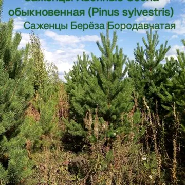 Саженцы Хвойные Сосна, Берёза Повислая 