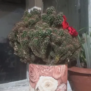 Цереус перуанский 