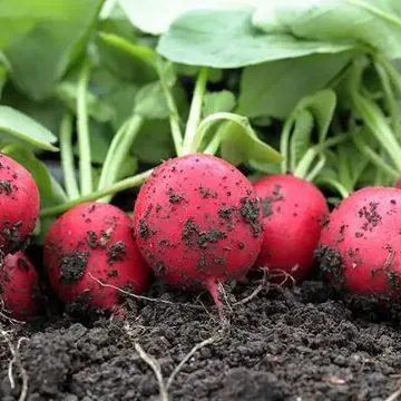 Растительный грунт
