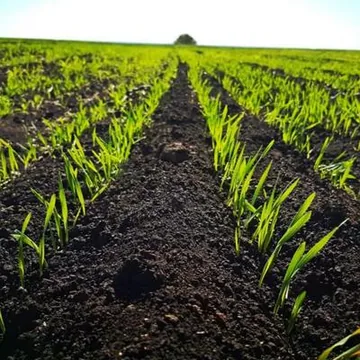 Земля на огород